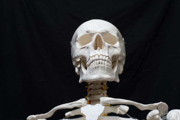 Skull Reference Pack - Image 5