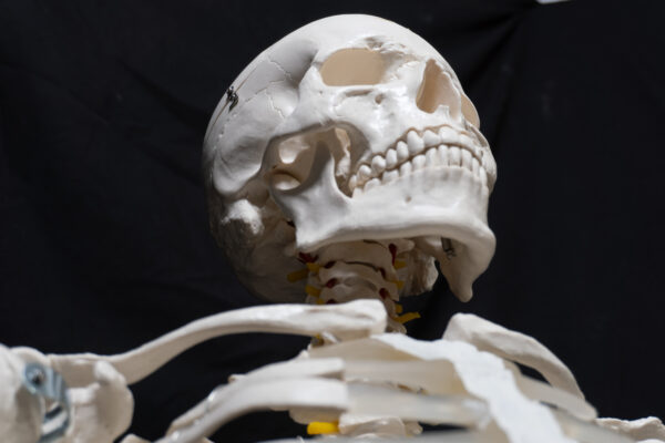 Skull Reference Pack - Image 4