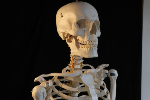 Skull Reference Pack - Image 3