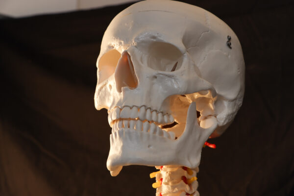 Skull Reference Pack - Image 2
