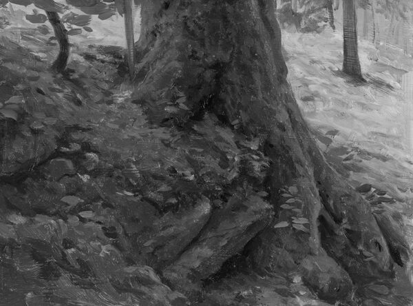 Mossy Roots - Image 2
