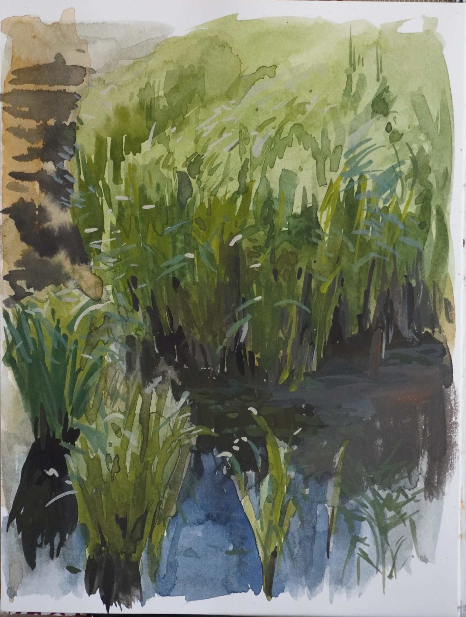 Reeds - South Dakota plein air