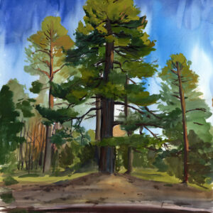 Sunset Pines, Grand Canyon